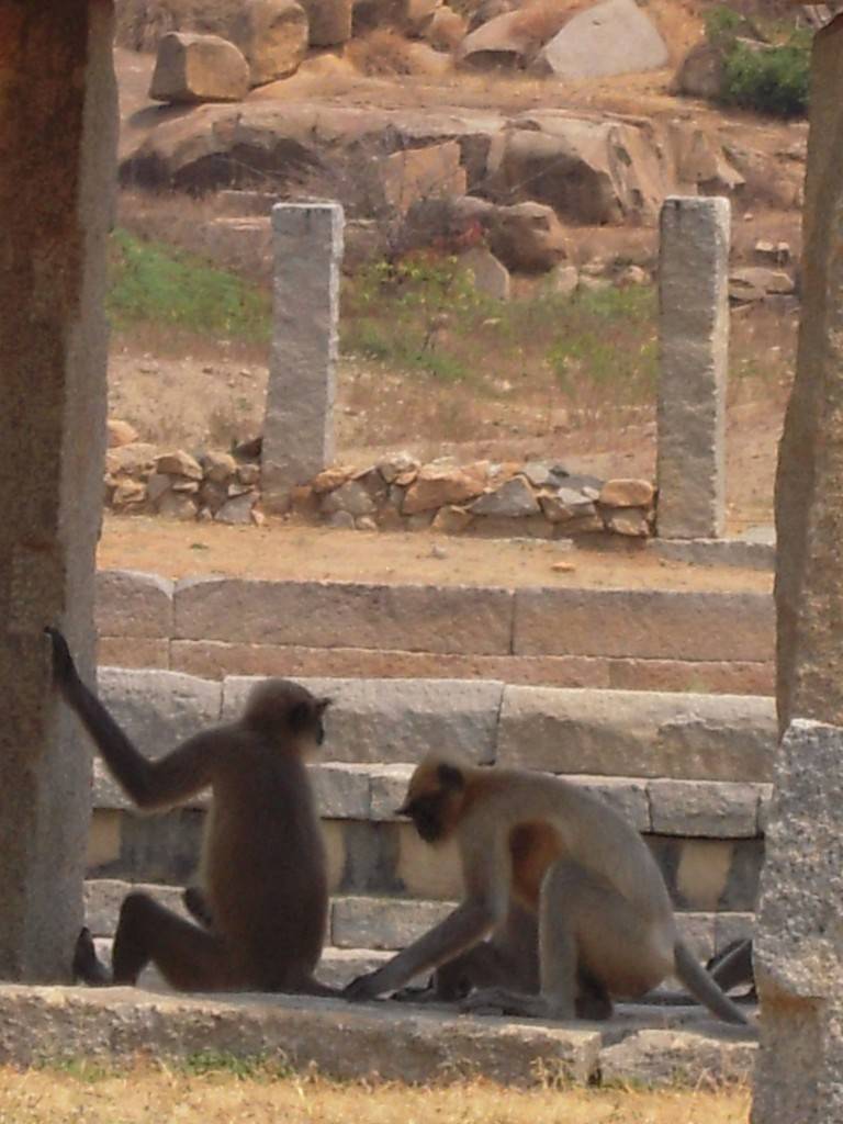 Quelques singes C'est pour le tournage d'un film que des centaines de singes ont été lâchés sur Hampi
